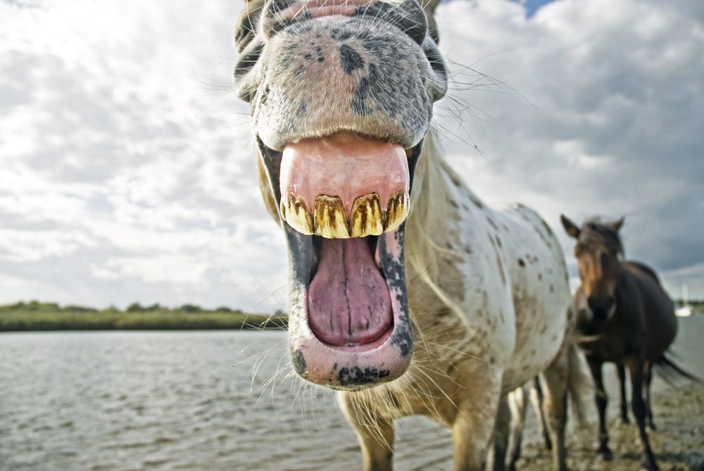 Polo Funding Review: Don't Be A Horse's Ass For Debt 4 Polo Funding Debt Consolidation Review