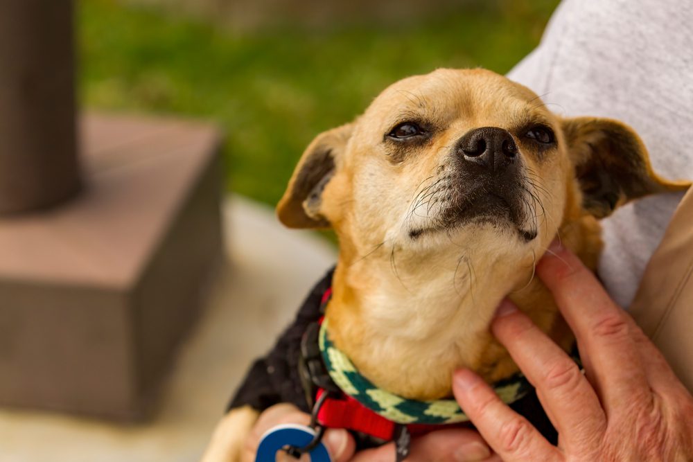 13 Best Ways To Make Money After Retirement 1 Animal Caretaker